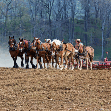 CULTURAL-COMPETENCY-amish-heritage-foundation-torah-bontrager-225x225