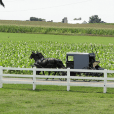 GET-INVOLVED-amish-heritage-foundation-torah-bontrager-225x225